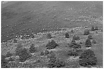 Pines on cinder slopes of crater at sunrise. Sunset Crater Volcano National Monument, Arizona, USA ( black and white)