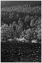 Cinder and forest, Sunset Crater Volcano National Monument. Arizona, USA (black and white)