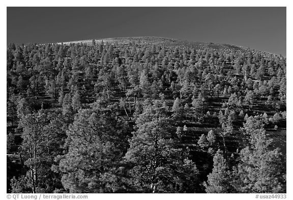 Pine trees on slopes of crater, Sunset Crater Volcano National Monument. Arizona, USA