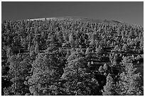 Pine trees on slopes of crater. Sunset Crater Volcano National Monument, Arizona, USA ( black and white)