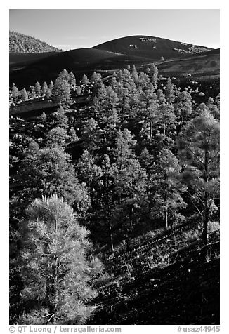 Pine trees growing on lava fields. Sunset Crater Volcano National Monument, Arizona, USA (black and white)