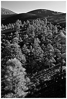 Pine trees growing on lava fields. Sunset Crater Volcano National Monument, Arizona, USA ( black and white)