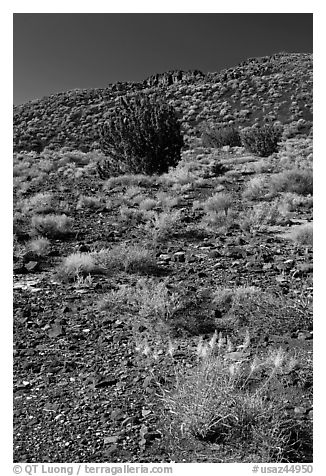 Volcanic hillside. Wupatki National Monument, Arizona, USA (black and white)