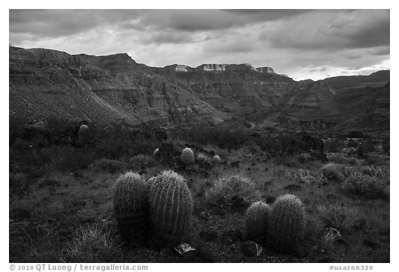 Barrel Cactus, Whitmore Wash. Grand Canyon-Parashant National Monument, Arizona, USA (black and white)