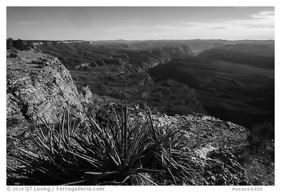 Yucca and Northwest Grand Canyon. Grand Canyon-Parashant National Monument, Arizona, USA (black and white)