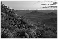 Lava field and desert vegetation on slopes of Table Top Mountain at twilight. Sonoran Desert National Monument, Arizona, USA ( black and white)