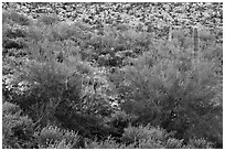 Lush vegetation, Table Mountain Wilderness. Sonoran Desert National Monument, Arizona, USA ( black and white)