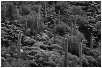 Cactus and Brittlebush in bloom on volcanic slope, Table Mountain Wilderness. Sonoran Desert National Monument, Arizona, USA ( black and white)