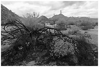 Burned tree and brittlebush, Margies Cove. Sonoran Desert National Monument, Arizona, USA ( black and white)