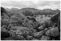 Brittlebush, volcanic boulders, North Maricopa Mountains Wilderness. Sonoran Desert National Monument, Arizona, USA ( black and white)