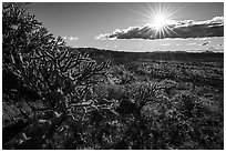 Buckhorn Cholla Cactus and sun. Sonoran Desert National Monument, Arizona, USA ( black and white)