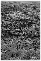 Shrubs and cactus, late afternoon. Sonoran Desert National Monument, Arizona, USA ( black and white)
