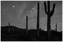 Saguaro cactus and Javelina Mountains under stary sky with Orion. Sonoran Desert National Monument, Arizona, USA ( black and white)