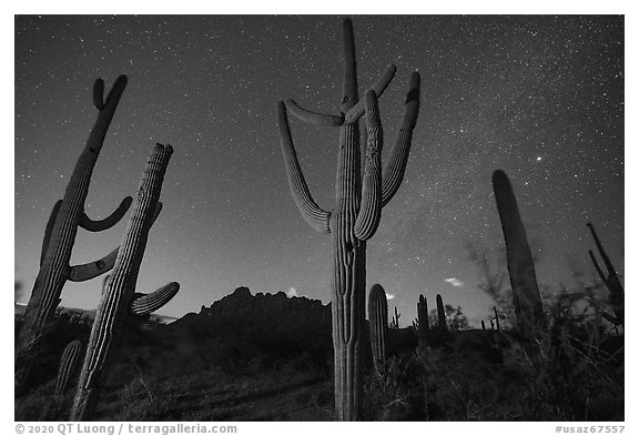 Saguaro cactus, Ragged Top, and starry sky at night. Ironwood Forest National Monument, Arizona, USA (black and white)