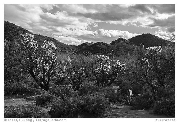Cholla cactus and Cocoraque Butte. Ironwood Forest National Monument, Arizona, USA (black and white)