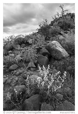 Springtime wildflowers among volcanic boulders, Cocoraque Butte. Ironwood Forest National Monument, Arizona, USA (black and white)