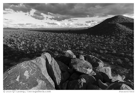 Hohokam petroglyphs and plain with Saguaro, Cocoraque Butte. Ironwood Forest National Monument, Arizona, USA (black and white)