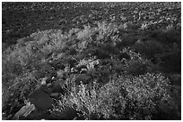 Brittlebush overlooking Palo Verde and bajada with cactus. Ironwood Forest National Monument, Arizona, USA ( black and white)