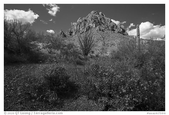 Brittlebush, ocotillo, and Ragged Top Mountain. Ironwood Forest National Monument, Arizona, USA (black and white)