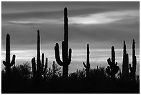 Saguaro cactus and sunset sky. Ironwood Forest National Monument, Arizona, USA ( black and white)