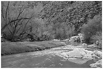 Early spring along Agua Fria River. Agua Fria National Monument, Arizona, USA ( black and white)