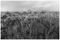 Basalt rocks and tall grasses. Agua Fria National Monument, Arizona, USA ( black and white)