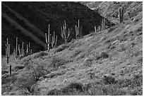 Saguaro cacti on slope with spring wildflowers, Tonto National Monument. Tonto Naftional Monument, Arizona, USA ( black and white)