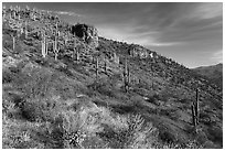 Saugaro cacti and rock outcrop, Tonto National Monument. Tonto Naftional Monument, Arizona, USA ( black and white)