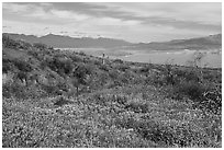Wildflowers and Theodore Roosevelt Lake, Tonto National Monument. Tonto Naftional Monument, Arizona, USA ( black and white)