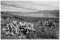 Cacti, wildflowers, and Theodore Roosevelt Lake, Tonto National Monument. Tonto Naftional Monument, Arizona, USA ( black and white)