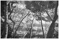 Sycamore trees, Montezuma Castle National Monument. Arizona, USA ( black and white)