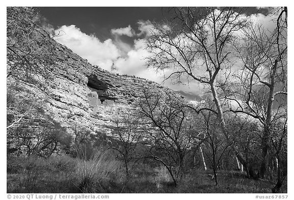 Sycamore trees and Montezuma Castle, Montezuma Castle National Monument. Arizona, USA (black and white)