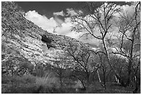Sycamore trees and Montezuma Castle, Montezuma Castle National Monument. Arizona, USA ( black and white)