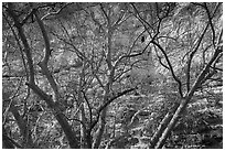 High cliff dwelling seen through bare branches, Montezuma Castle National Monument. Arizona, USA ( black and white)