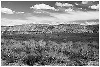 Wash with Arizona Sycamore trees, Montezuma Castle National Monument. Arizona, USA ( black and white)