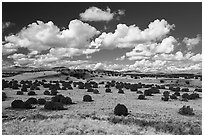 Desert grassland with juniper trees. Wupatki National Monument, Arizona, USA ( black and white)