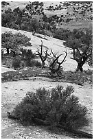 Juniper and sandstone. Navajo National Monument, Arizona, USA ( black and white)