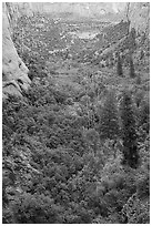 Forest in early autumn, Betatakin Canyon. Navajo National Monument, Arizona, USA ( black and white)