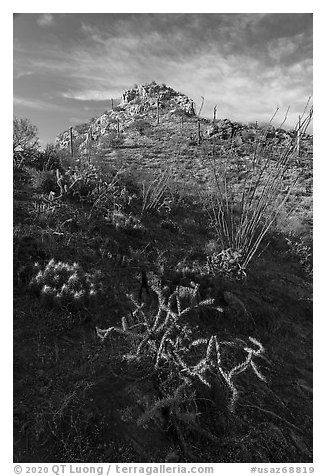 Desert plants and Waterman Peak. Ironwood Forest National Monument, Arizona, USA (black and white)