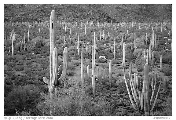 Cacti, Diablo Mountains, dusk. Organ Pipe Cactus  National Monument, Arizona, USA (black and white)