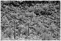 Saguaro Cactus on hillside. Organ Pipe Cactus  National Monument, Arizona, USA (black and white)
