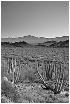 Cactus and Sonoyta Valley, dusk. Organ Pipe Cactus  National Monument, Arizona, USA ( black and white)