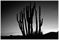 Organ Pipe cactus silhouetted at sunset. Organ Pipe Cactus  National Monument, Arizona, USA (black and white)