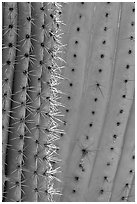 Detail of Organ Pipe Cactus. Organ Pipe Cactus  National Monument, Arizona, USA (black and white)