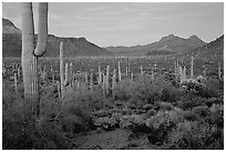 Cacti, Diablo Mountains, dusk. Organ Pipe Cactus  National Monument, Arizona, USA (black and white)