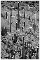 Cactus on hillside. Organ Pipe Cactus  National Monument, Arizona, USA (black and white)