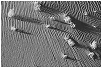 Bushes on sand dune. Canyon de Chelly  National Monument, Arizona, USA ( black and white)