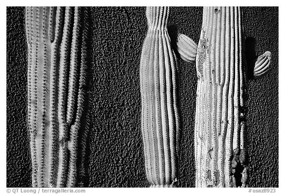 Cactus and wall, Old Tucson Studios. Tucson, Arizona, USA (black and white)