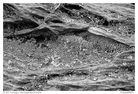Close up of rock and lichen. Coyote Buttes, Vermilion cliffs National Monument, Arizona, USA (black and white)