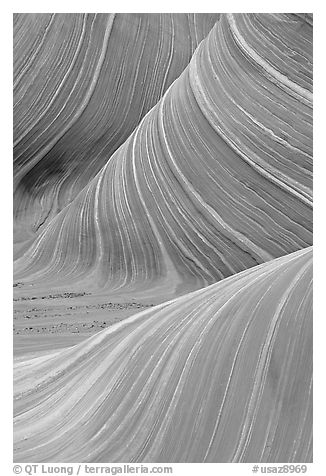 Ondulating rock formation, the Wave. Coyote Buttes, Vermilion cliffs National Monument, Arizona, USA (black and white)